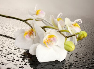 Fototapete Weiße Blume mit Wassertropfen