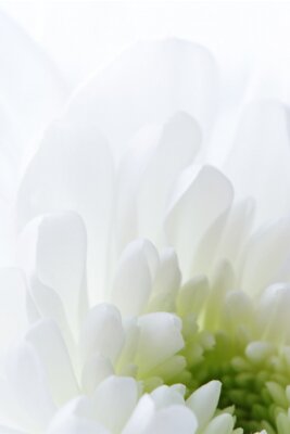 Fototapete Weiße Blume Nahaufnahme