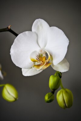 Fototapete Weiße Blume und Knospen