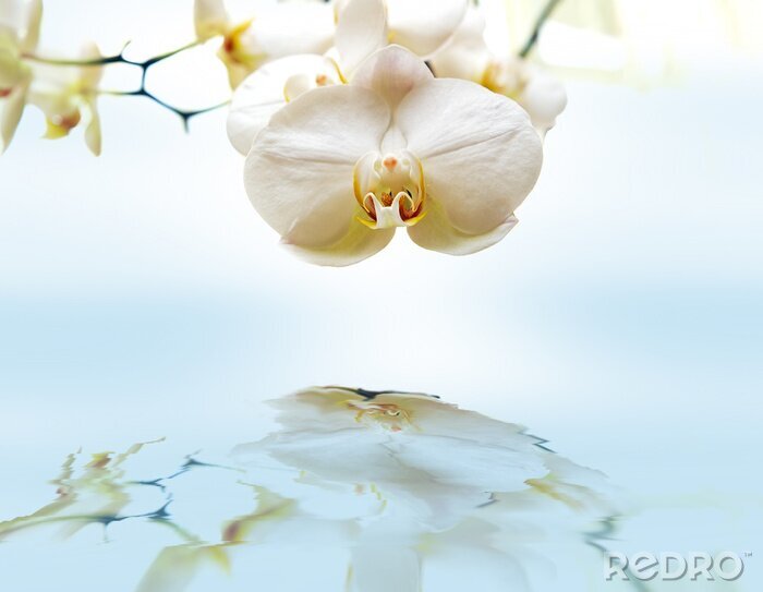 Fototapete Weiße Blume und Reflexion