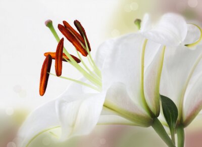 Fototapete Weiße Blume und Staubblätter