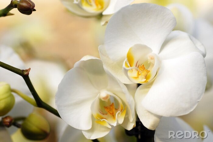 Fototapete Weiße Blume von nahem