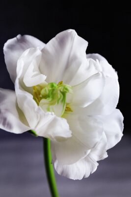 Fototapete Weiße Blume vor grauem Hintergrund
