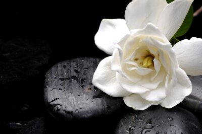 Fototapete Weiße Blume vor schwarzem Hintergrund