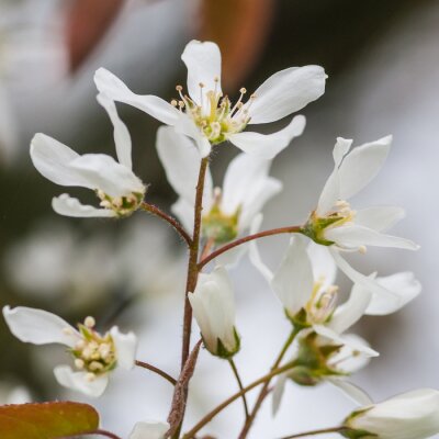 Weiße Blumen als Natur