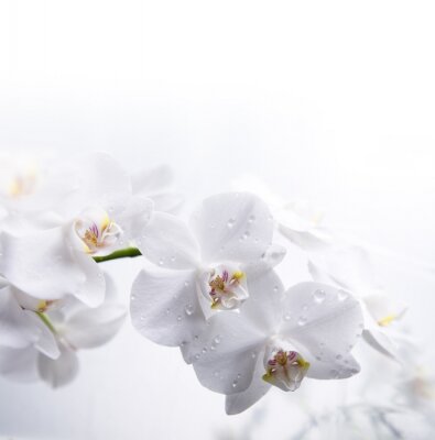 Weiße Blumen im Tau