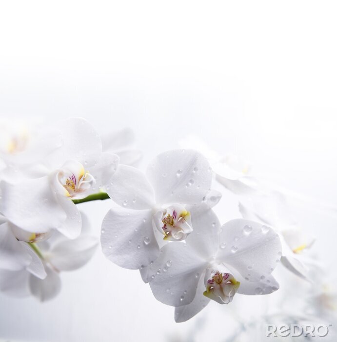 Fototapete Weiße Blumen im Tau