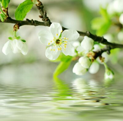 Fototapete Weiße Blumen im Wasser