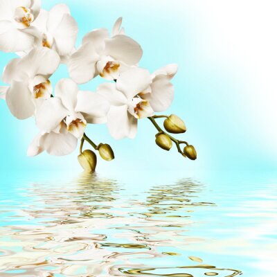 Fototapete Weiße Blumen und Wasser