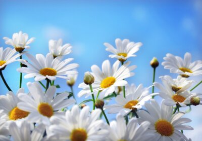 Fototapete Weiße Blumen vor blauem Hintergrund