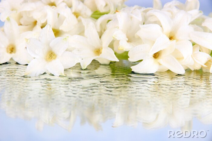 Fototapete Weiße Blumen vor hellem Hintergrund