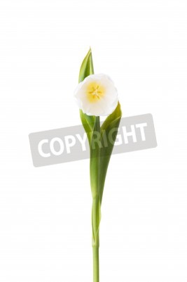Fototapete Weiße einzelne Tulpe