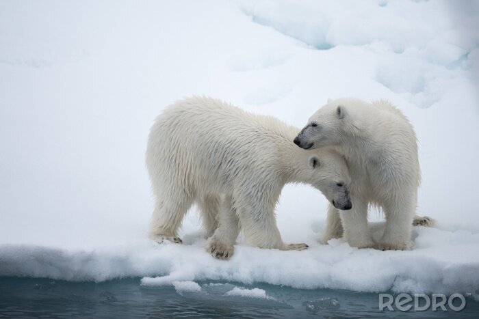 Fototapete Weiße Eisbären