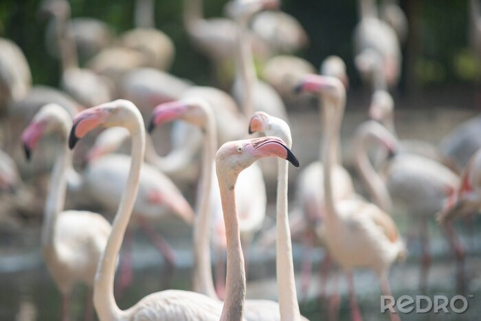Fototapete Weiße flamingos mit rosa schnäbeln