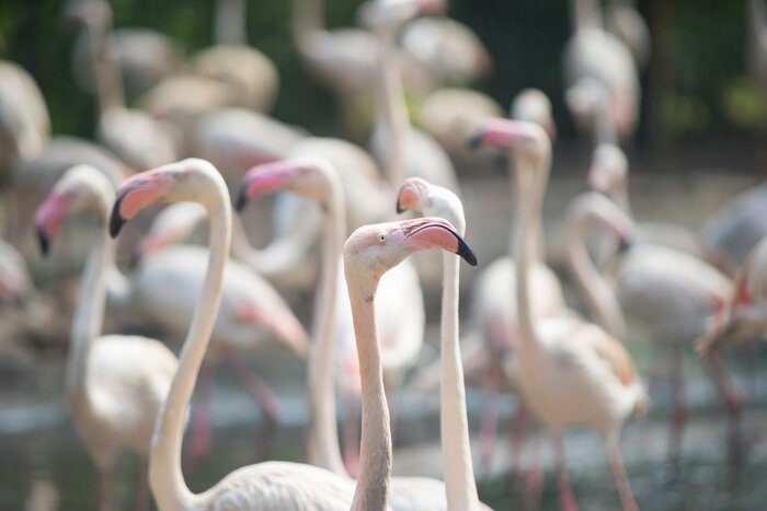 Fototapete Weiße flamingos mit rosa schnäbeln