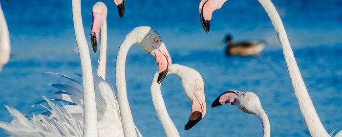 Fototapete Weiße Flamingos mit rosa Schnäbeln