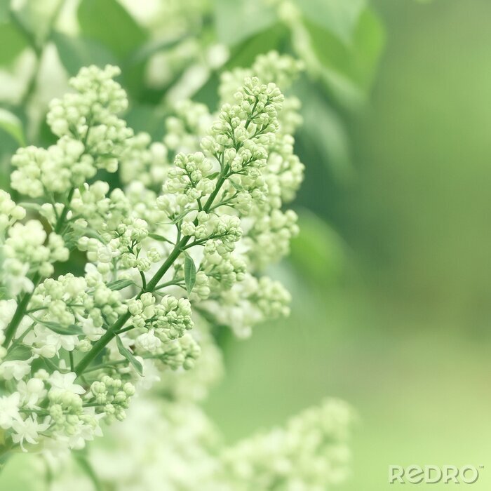 Fototapete Weiße Fliederknospen