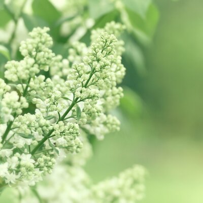 Fototapete Weiße Fliederknospen