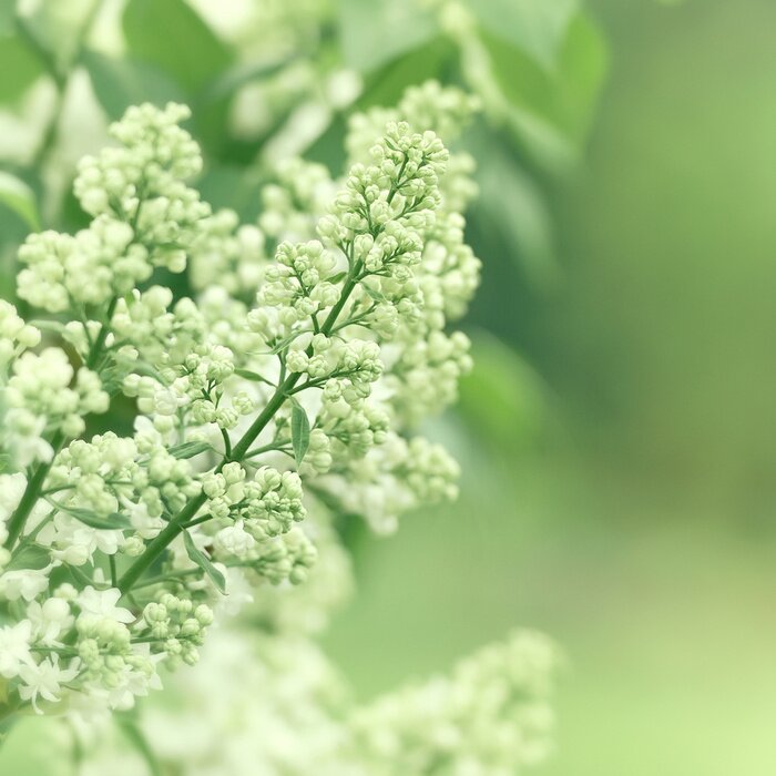 Fototapete Weiße Fliederknospen