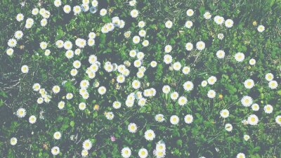 Fototapete Weiße Gänseblümchen im Gras