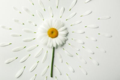 Fototapete Weiße Gänseblümchen und Blütenblätter