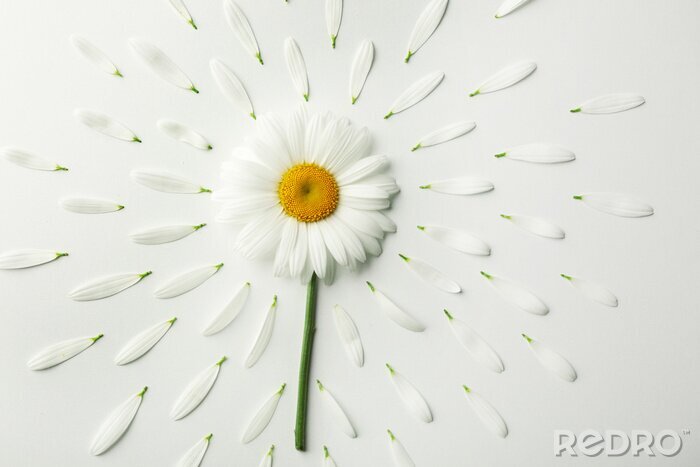 Fototapete Weiße Gänseblümchen und Blütenblätter