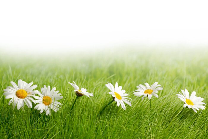 Fototapete Weiße Gänseblümchen und grünes Gras
