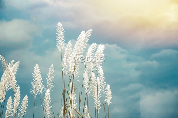 Fototapete Weiße Grasähren gegen den blauen Himmel