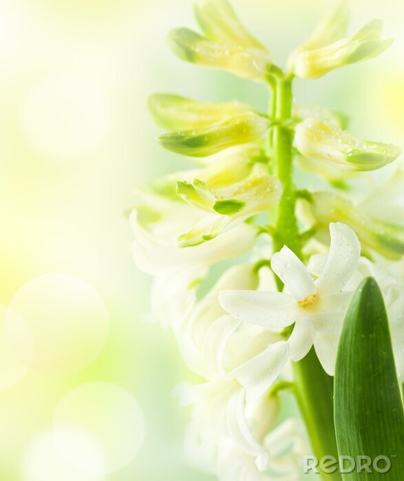 Fototapete Weiße Hyazinthe auf der Wiese