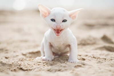 Fototapete weiße Katze auf dem Sand