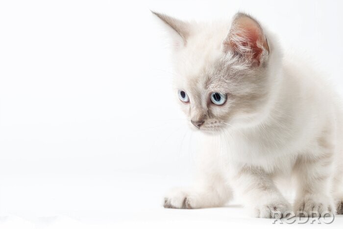 Fototapete weiße Katze mit blauen Augen