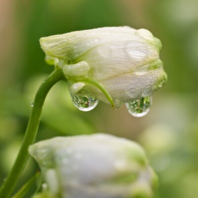 Weiße Knospe mit Wassertropfen