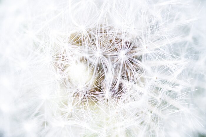 Fototapete Weiße Löwenzahnsamen in Nahaufnahme