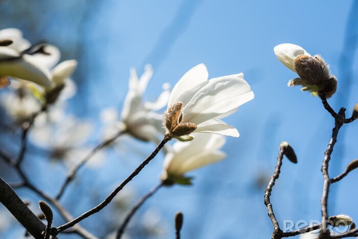 Fototapete Weiße Magnolie