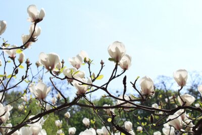 Fototapete Weiße Magnolie in der Sonne