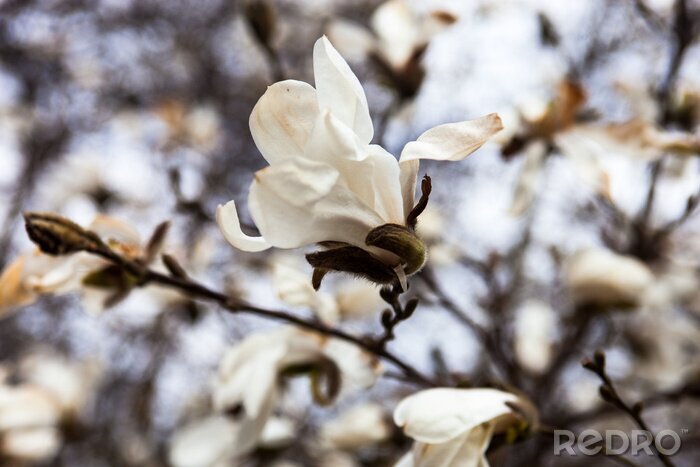 Fototapete Weiße Magnolie in kalten Farben