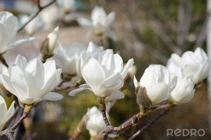 Fototapete Weiße Magnolie und Natur