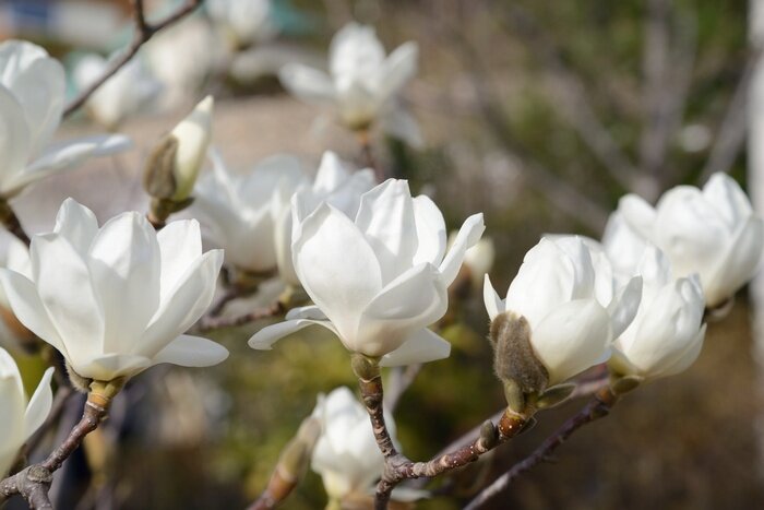 Fototapete Weiße Magnolie und Natur