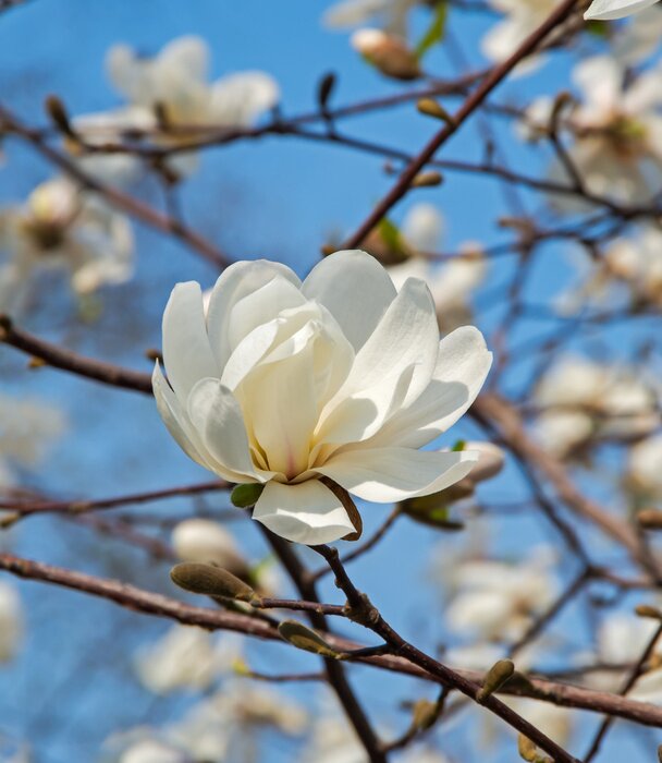 Fototapete Weiße Magnolie vor einem Hintergrund aus Zweigen