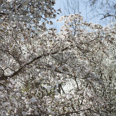 Fototapete Weiße Magnolien am Himmel