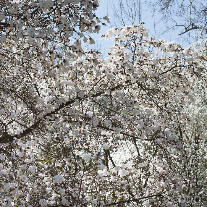 Fototapete Weiße Magnolien am Himmel