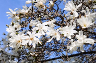 Fototapete Weiße Magnolien auf dem Baum