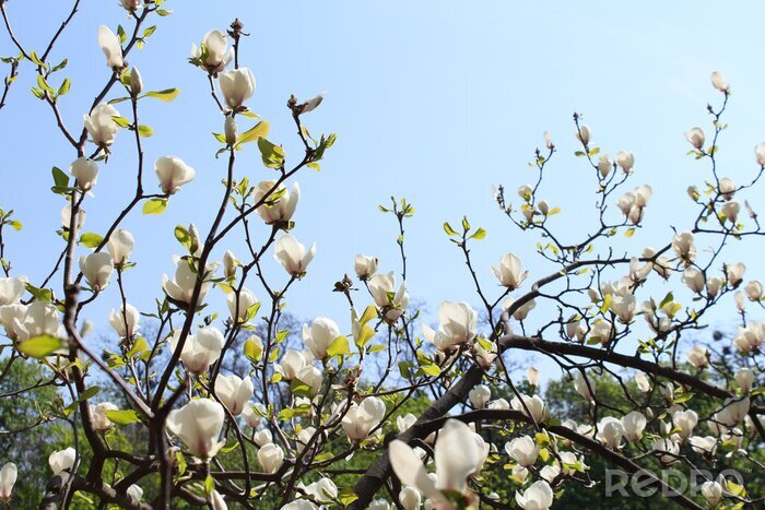 Fototapete Weiße Magnolien auf einem Baum