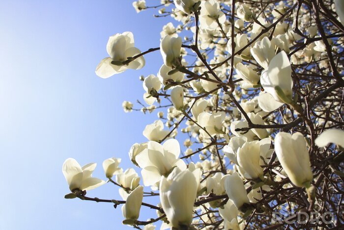 Fototapete Weiße Magnolien auf Zweigen