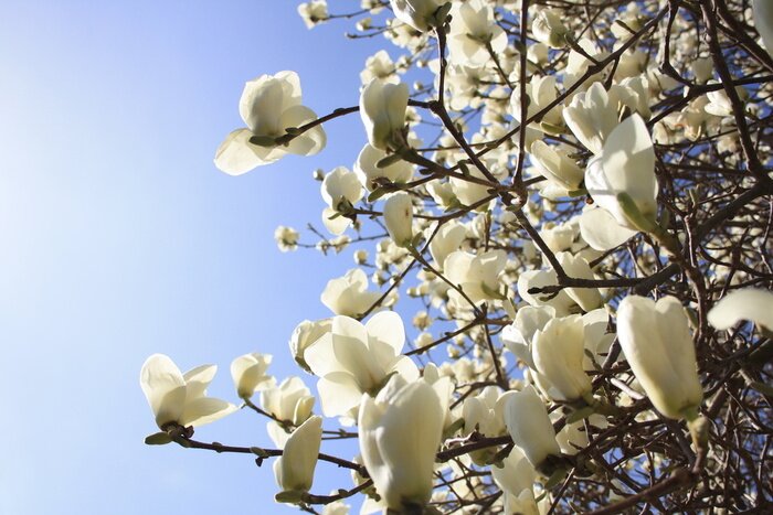 Fototapete Weiße Magnolien auf Zweigen
