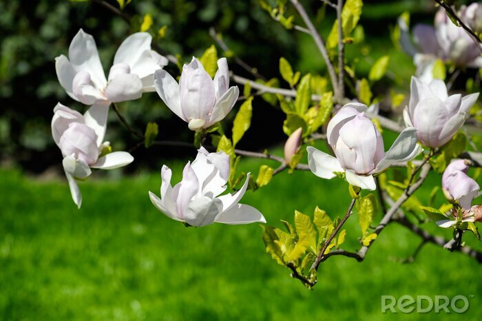 Fototapete Weiße Magnolien im Garten