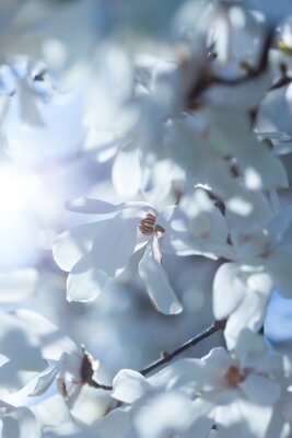 Weiße Magnolien im Sonnenlicht