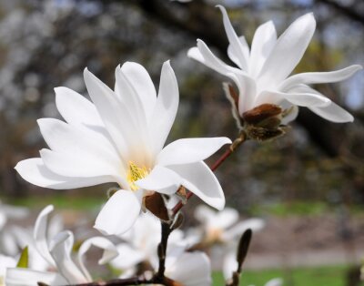 Fototapete Weiße Magnolien mit Park im Hintergrund