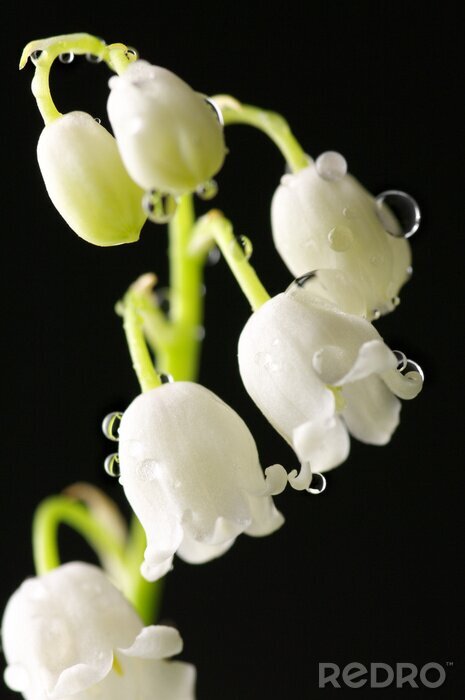 Fototapete Weiße Maiglöckchen mit Wassertropfen