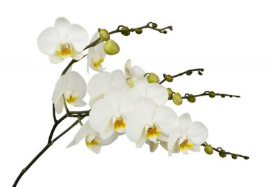 Fototapete Weiße Orchidee auf hellem Hintergrund